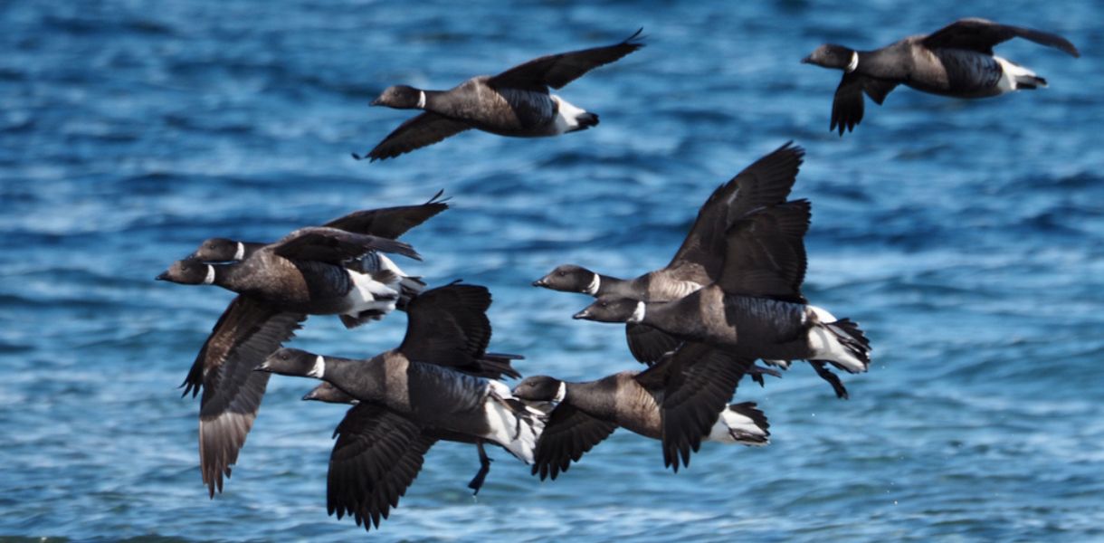 Atlantic Brant Banner