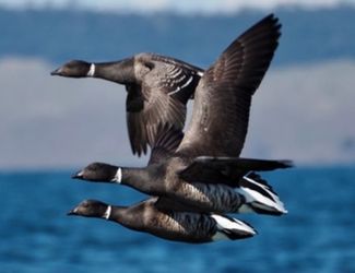 Atlantic Brant