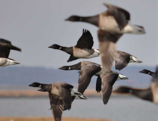 Atlantic Brant