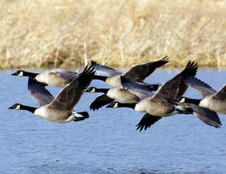 Canada Goose