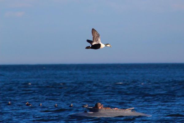 Chincoteague Hunting