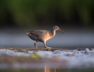 Clapper Rail